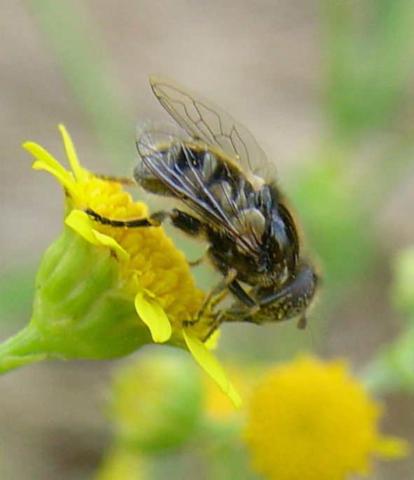 Dittero syirphidae: Eristalinus sepulchralis